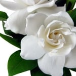 گل های سفید رنگ